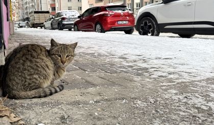 Doğu Anadolu'da 5 ilde soğuk hava etkili oluyor