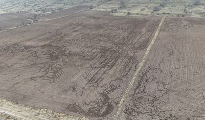 Karaman'da domuzlar arpa ve buğday ekili tarlalara zarar verdi