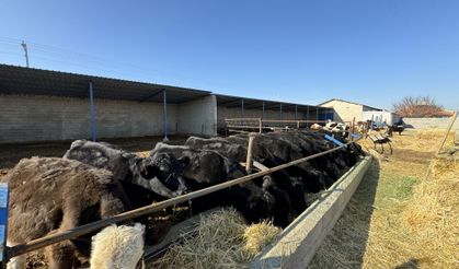 Karaman'da yaşayan genç kadın devlet desteğiyle hayvancılığa başladı