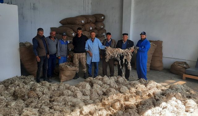 Beypazarı'nda Ankara keçisi tiftik alımı başladı