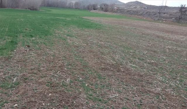 Çankırı'da Ekin Kamburu Böceği zararlarına karşı uyarıda bulunuldu
