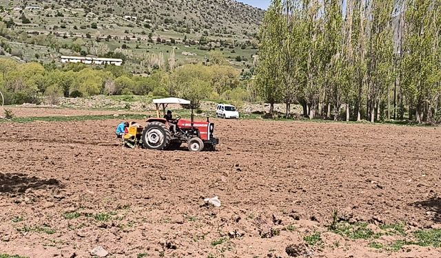 Dodurga Belediyesi 26 dönümlük hazine arazisine 26 ton patates ekti