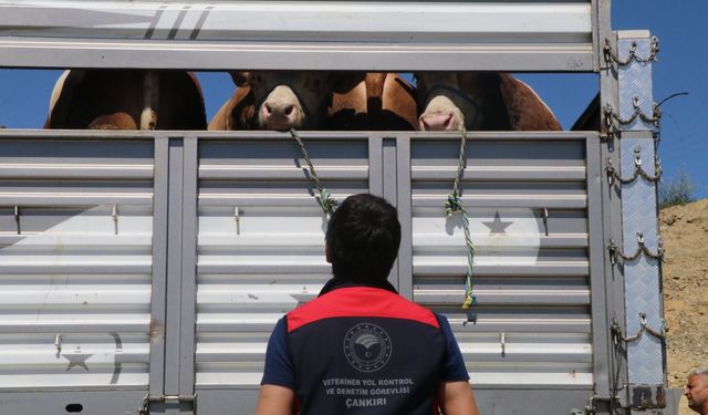Doğu Anadolu ve Karadeniz'den batıya gönderilen kurbanlıklar Çankırı'da sıkı denetimden geçiyor