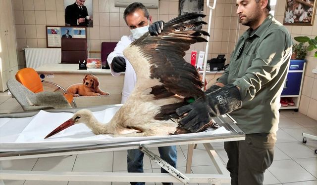 Kırşehir'de vatandaşın bitkin halde bulduğu leylek tedaviye alındı