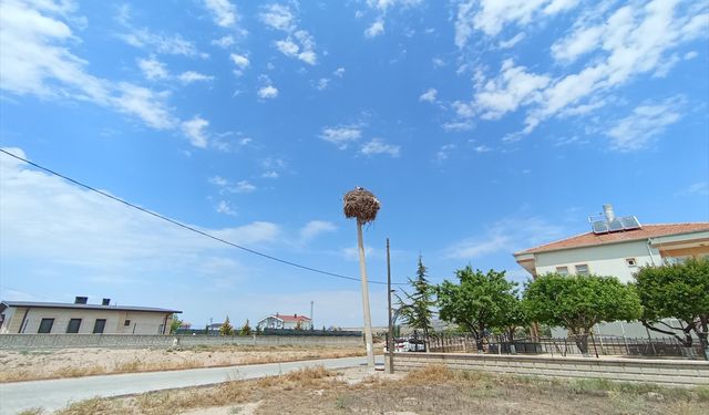 Nevşehir'de elektrik direği leylek ailesine tahsis edildi