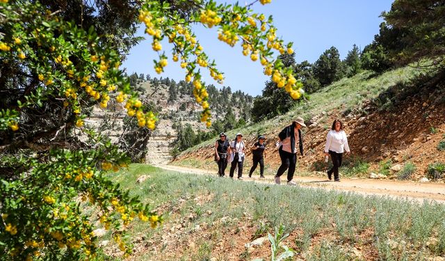 Tekeçatı Yaylası doğayla iç içe vakit geçirmek isteyenlere güzel fırsatlar sunuyor