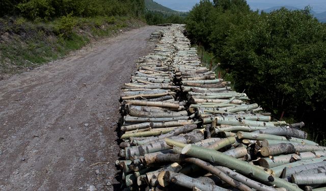 Ağaçlardan kopamayan ormancı 40 yıldır titrek kavak ormanına emek veriyor