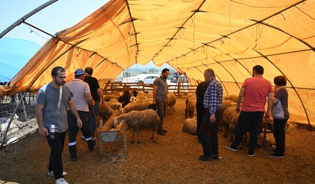 Ankara'da kurban pazarı ve kesimhanelerdeki yoğunluk bayramın ikinci gününde de sürüyor