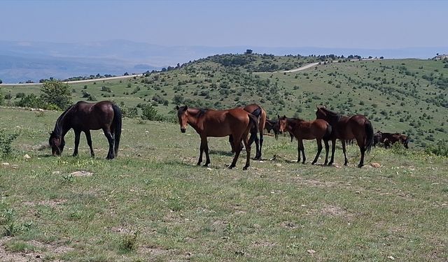 Beypazarı'nda yılkı atları görüntülendi