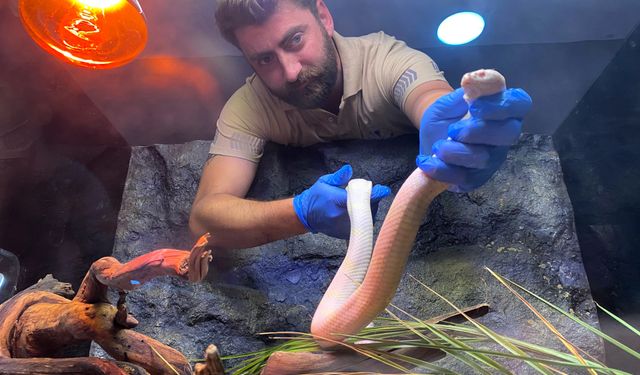 Eskişehir Hayvanat Bahçesi'nin albino sakinleri özel bakımla korunuyor