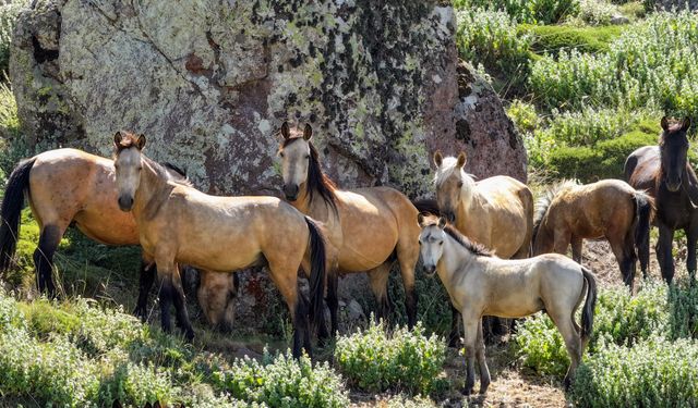 Karadağ'ın yılkı atları krater çevresinde dolaşıyor