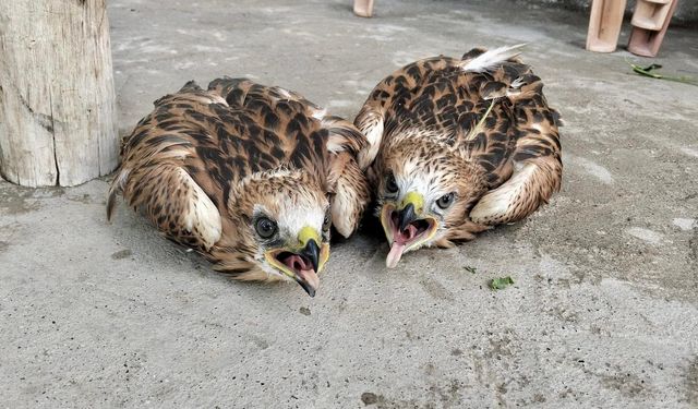 Kırşehir'de bitkin halde bulunan 2 kızıl şahin tedaviye alındı