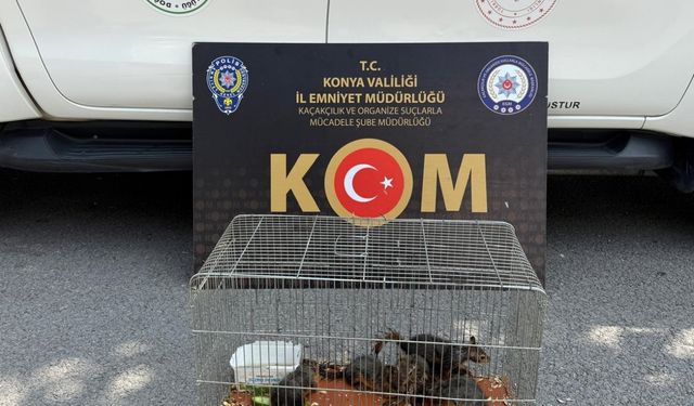 Konya'da nesli tükenme tehlikesi altındaki sincap türünü satışa çıkaran kişi gözaltına alındı