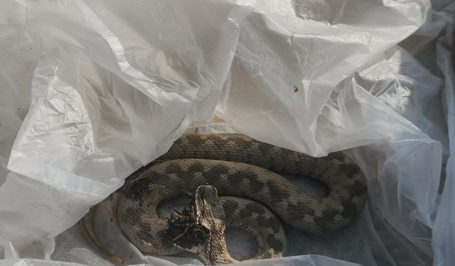 Konya'da pikniğe giden kişiyi yılan ısırdı
