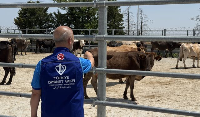 TDV, Konya'da kurban etlerini 12 bin 540 kişiye ulaştıracak
