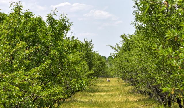 TİGEM'in badem ormanları erozyonla ve zararlılarla mücadele ediyor