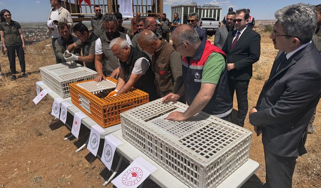 Aksaray'da 500 kınalı keklik doğaya bırakıldı
