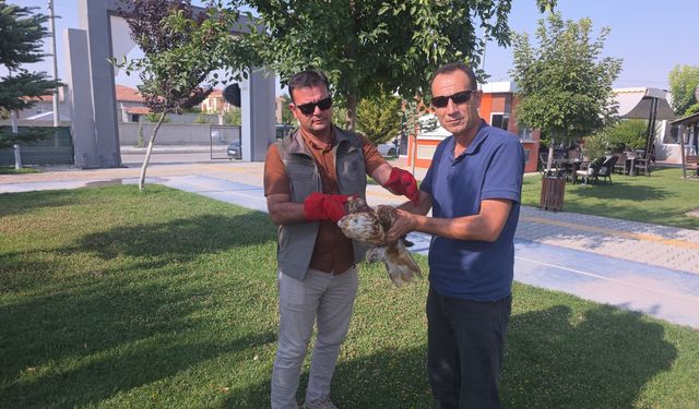 Aksaray'da yaralı kızıl şahin tedaviye alındı