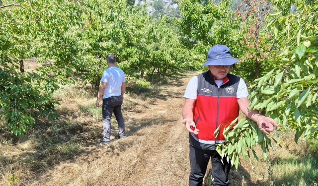 Beyşehir'de patates ekili alanlar kontrol edildi