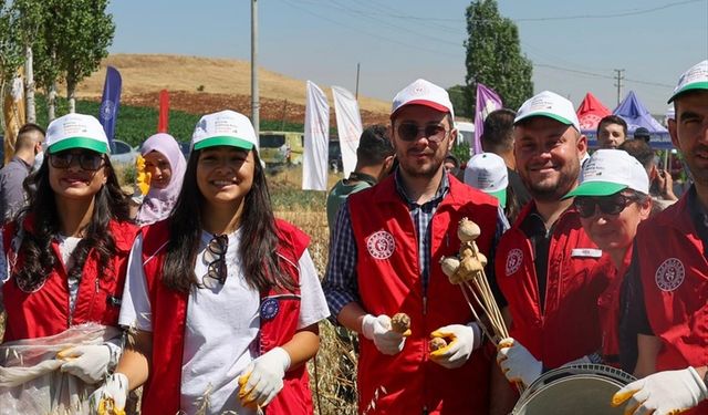 Gönüllü gençler hasat için tarım alanlarında