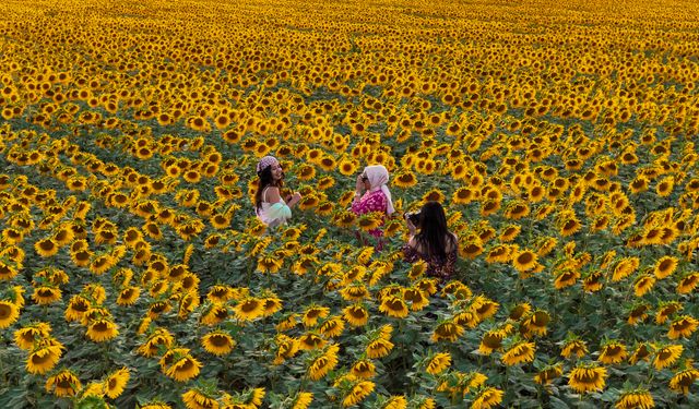 Karaman'da sarıya bürünen ayçiçeği tarlaları, fotoğraf tutkunlarını ağırlıyor