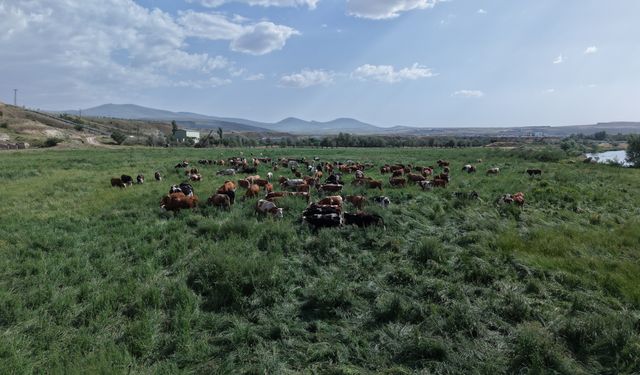 Kayseri'de mera vasfı kazandırılan arazilerde büyükbaş hayvanlar otlatılıyor