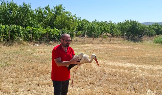 Kırıkkale'de ayağına misina dolanan leyleği çiftçi kurtardı