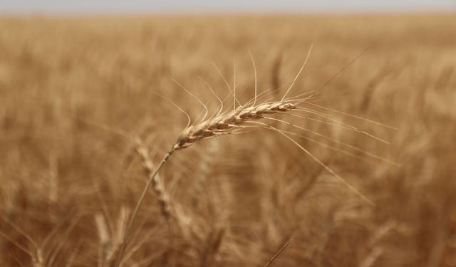 Malya Tarım İşletmesi'nde sertifikalı tohum hasadı sürüyor