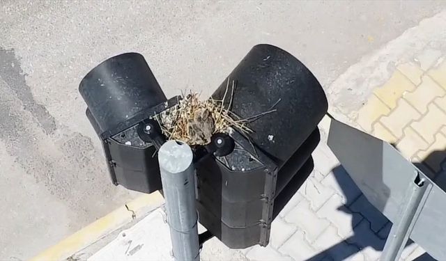 Aksaray'da kumru trafik ışığına yuva yaptı