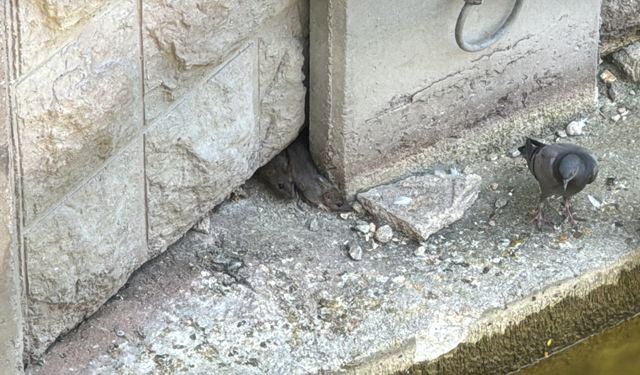 Eskişehir'de Porsuk Çayı çevresindeki fareler, esnafı ve vatandaşları tedirgin ediyor