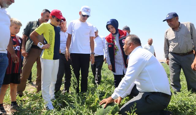 Karaman Valisi Çiçekli, karpuz hasadına katıldı
