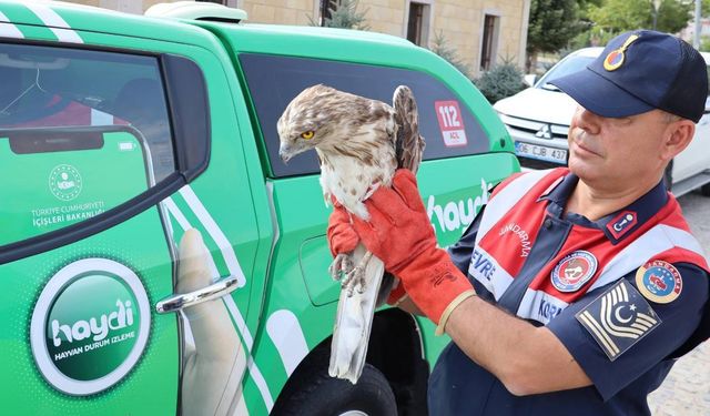 Kırşehir'de jandarmanın bulduğu yaralı yılan kartalı tedaviye alındı