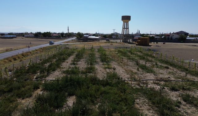 Aksaray'da köye ormanlık alan kazandıran imam hatip, öğrencilerle fidan dikti