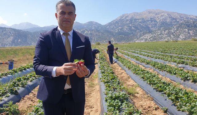 Gembos Ovasında çilek destekleriyle artan üretimle üreticinin yüzü güldü