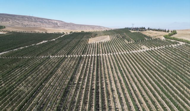Niğde'de elma bahçelerinde kuraklığa karşı havuzlu önlem