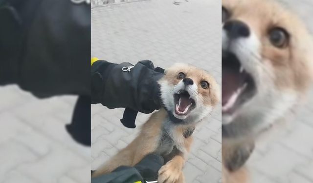 Şarkışla'da binaya giren tilki doğaya salındı