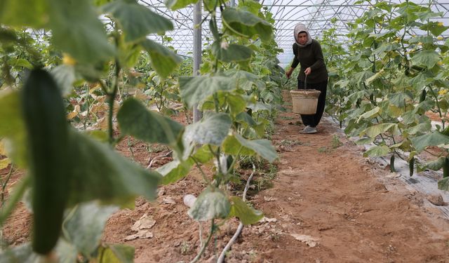 Kadın girişimci devlet desteğiyle kurduğu serada üretime katkı sağlıyor