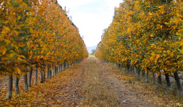 Karaman'da elma bahçeleri sonbaharın renklerine büründü