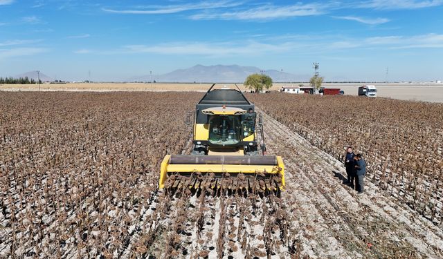 Karaman'da hükümlülerin cezaevinde ürettiği çerezlik ayçiçeği hasat edildi