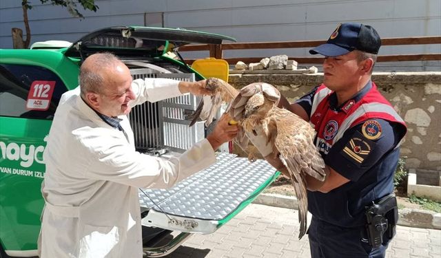 Karaman'da yaralı bulunan 3 pelikan ve 1 kızıl şahin tedavi altına alındı