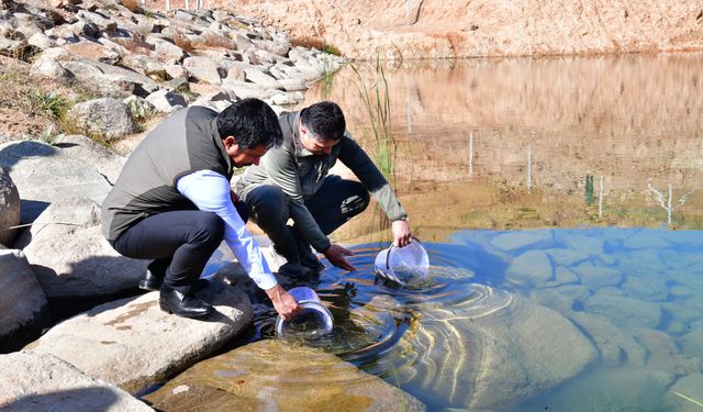 Kırşehir'de gölete 3 bin kırmızı benekli alabalık yavrusu bırakıldı