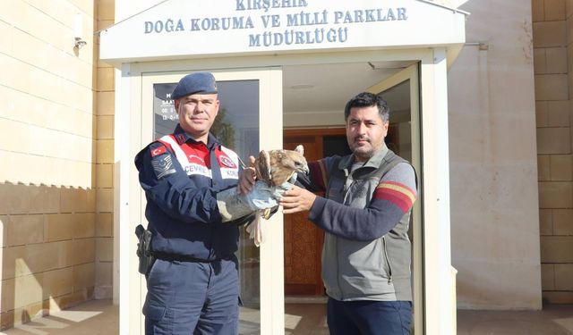 Kırşehir'de jandarmanın bulduğu yaralı kızıl şahin tedaviye alındı