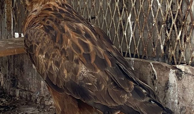 Kırşehir'de vatandaşın ihbarı ile bulunan yaralı kızıl şahin tedaviye alındı