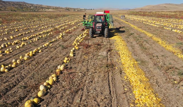 Nevşehir'in tescilli kabak çekirdeğinde ekim alanı ve ihracat arttı