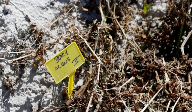 Yüksek lisans öğrencisi, tezini bir çiftçinin tahsis ettiği tarlada hazırlıyor