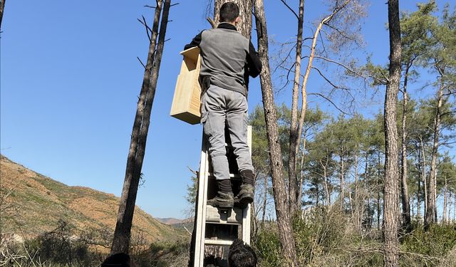 Ekosistem Onarımı Projesi ile orman yangınları sonrası doğa kendi gücüyle yenileniyor