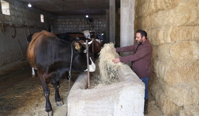 Genç veteriner 'Uzman Eller Projesi' ile büyükbaş işletmesini büyüttü