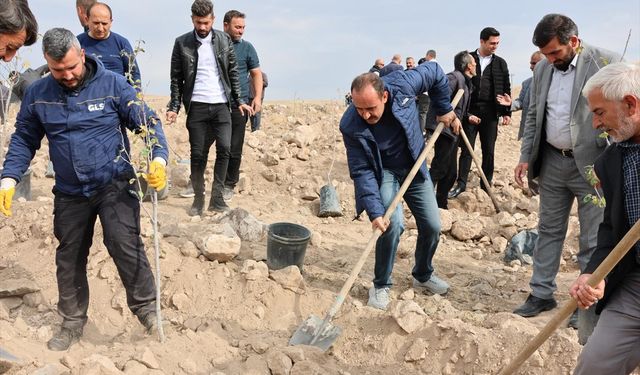 İncesu'da '11 Kasım Milli Ağaçlandırma Günü'nde fidanlar toprakla buluşturuldu
