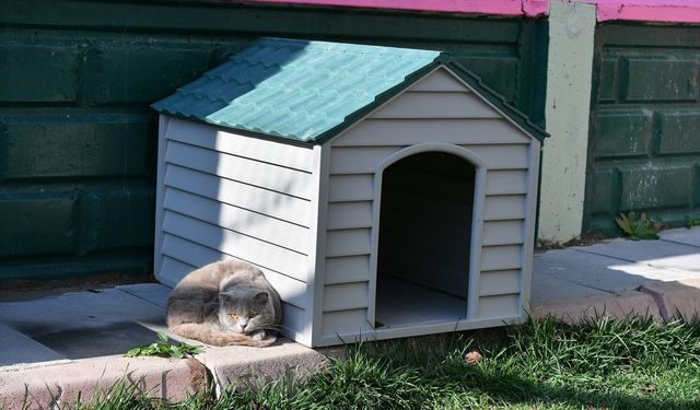 Kayseri Büyükşehir Belediyesi sokak kedilerinin ihtiyaçlarını karşılıyor
