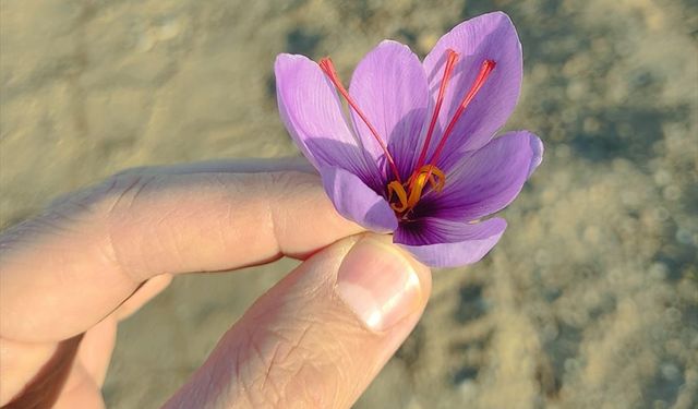 Kırşehir'de safranın deneme ekimleri başarılı oldu
